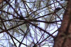 Peucedramus taeniatus