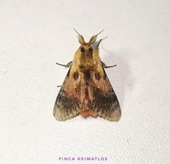 Aidos perfusa