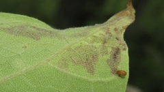 Amauromyza pleuralis