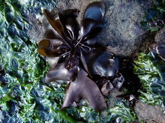 Mazzaella laminarioides