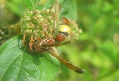 Antodynerus flavescens