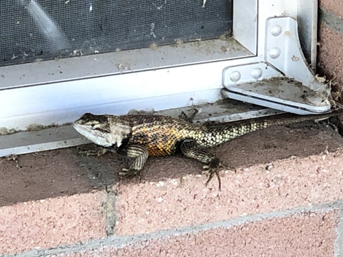 iNaturalist observation photo of Desert Spiny Lizard