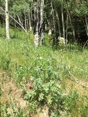 Delphinium exaltatum