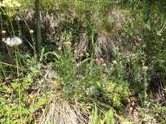 Antennaria rosea rosea