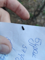 Dendroctonus