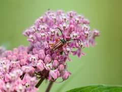 Typocerus acuticauda