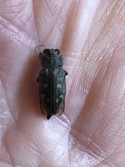 Chrysobothris viridiceps