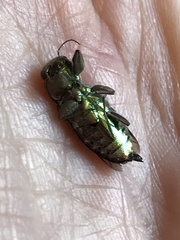 Chrysobothris viridiceps