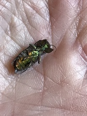 Chrysobothris viridiceps