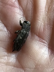 Chrysobothris viridiceps