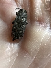 Chrysobothris viridiceps