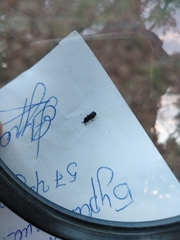 Dendroctonus