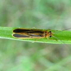 Chimarra marginata