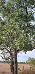 Eucalyptus melanophloia