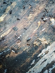 Dendroctonus