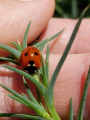 Coccinella septempunctata