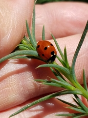 Coccinella septempunctata