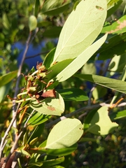 Lyonia mariana