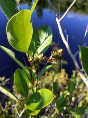 Lyonia mariana