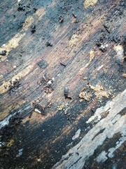 Dendroctonus