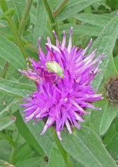 Closterotomus norwegicus