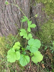 Geum macrophyllum macrophyllum