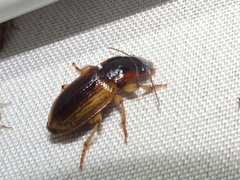 Anisodactylus discoideus