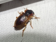 Anisodactylus discoideus