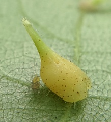 Caryomyia inclinata