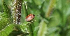 Cosmopepla intergressa