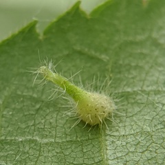 Caryomyia inclinata