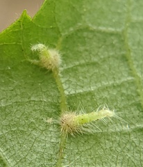 Caryomyia inclinata