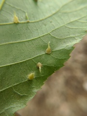 Caryomyia inclinata