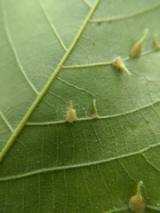 Caryomyia inclinata