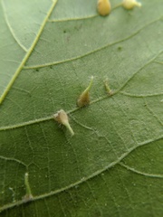Caryomyia inclinata