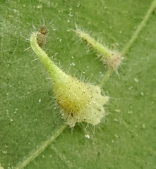 Caryomyia inclinata