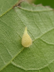 Caryomyia inclinata