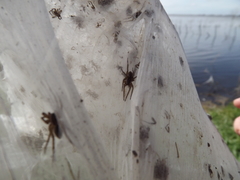 Diapontia uruguayensis