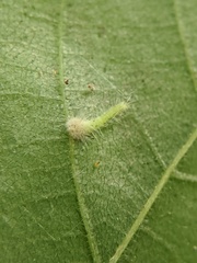 Caryomyia inclinata