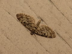 Eupithecia tantillaria