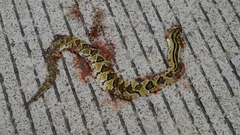 Crotalus mictlantecuhtli