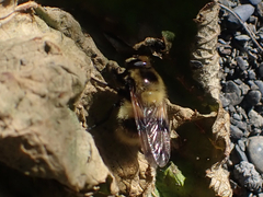 Volucella bombylans