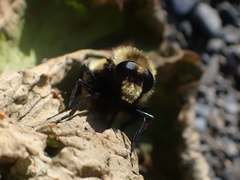 Volucella bombylans