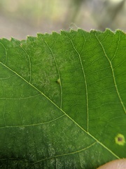 Caryomyia inclinata