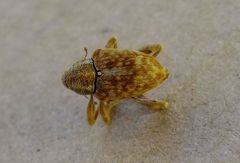 Curculio venosus