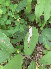 Synchysa tricincta
