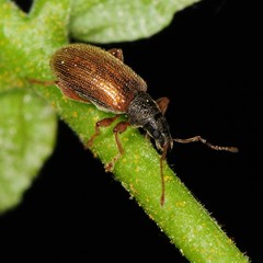Phyllobius oblongus