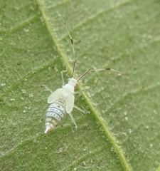 Hyaliodes harti