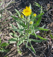 Heterotheca camporum