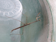 Phasmomantis